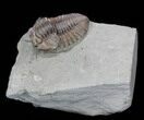 Fat Flexicalymene Trilobite From Ohio #35136-1